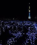 東京ホタル